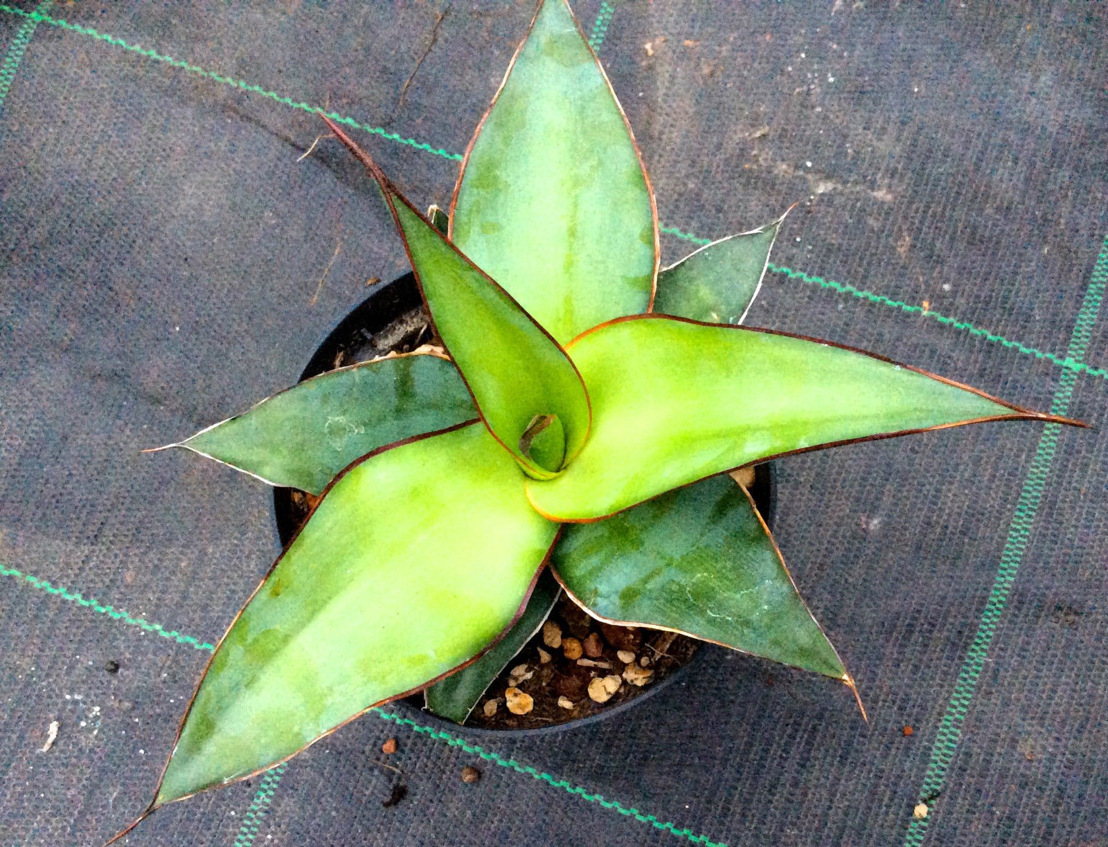 Agave chazaroi cm. 16/19