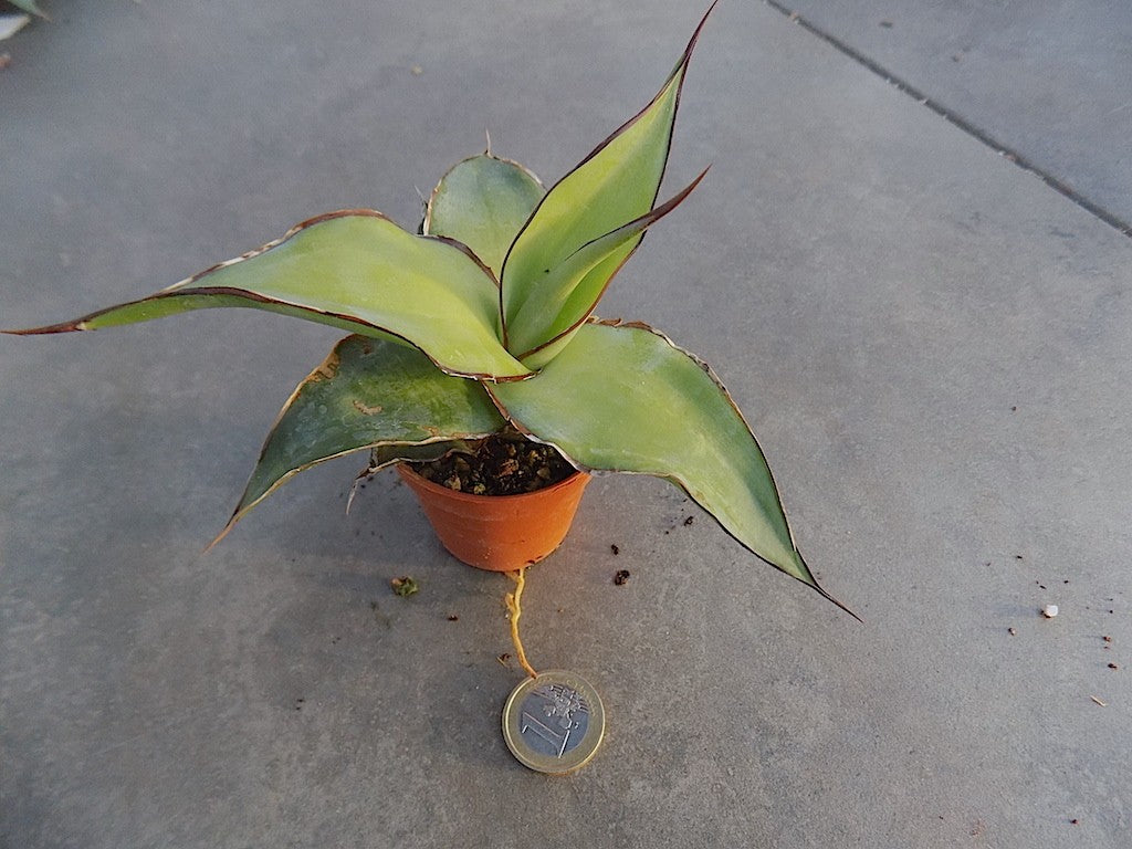 Agave Chazaroi