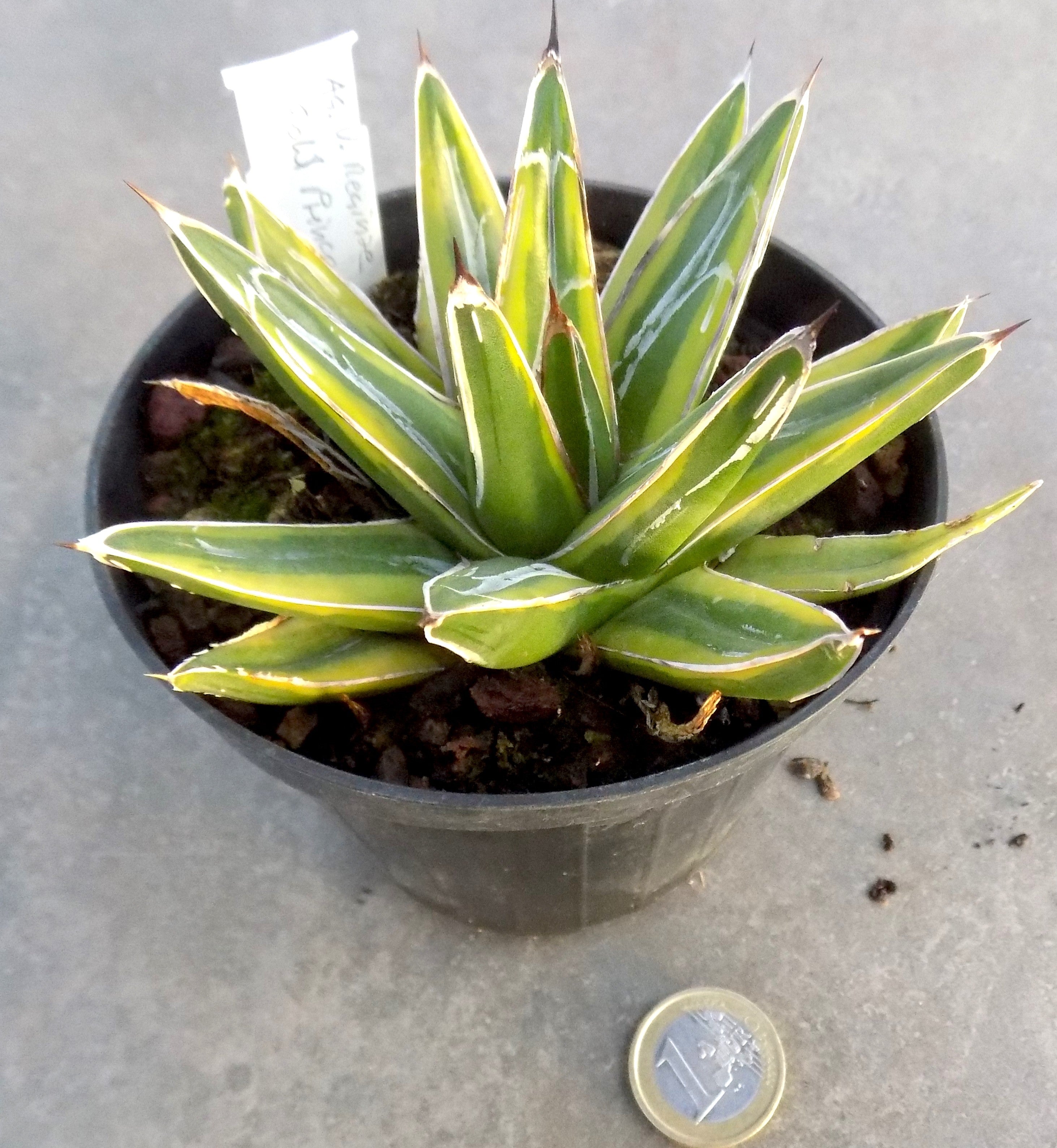 Agave victoria reginae gold princess