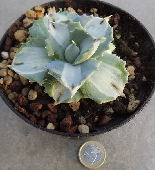 Agave  isthmensis 'Ohi Raijin Shiro Nakafu' variegated
