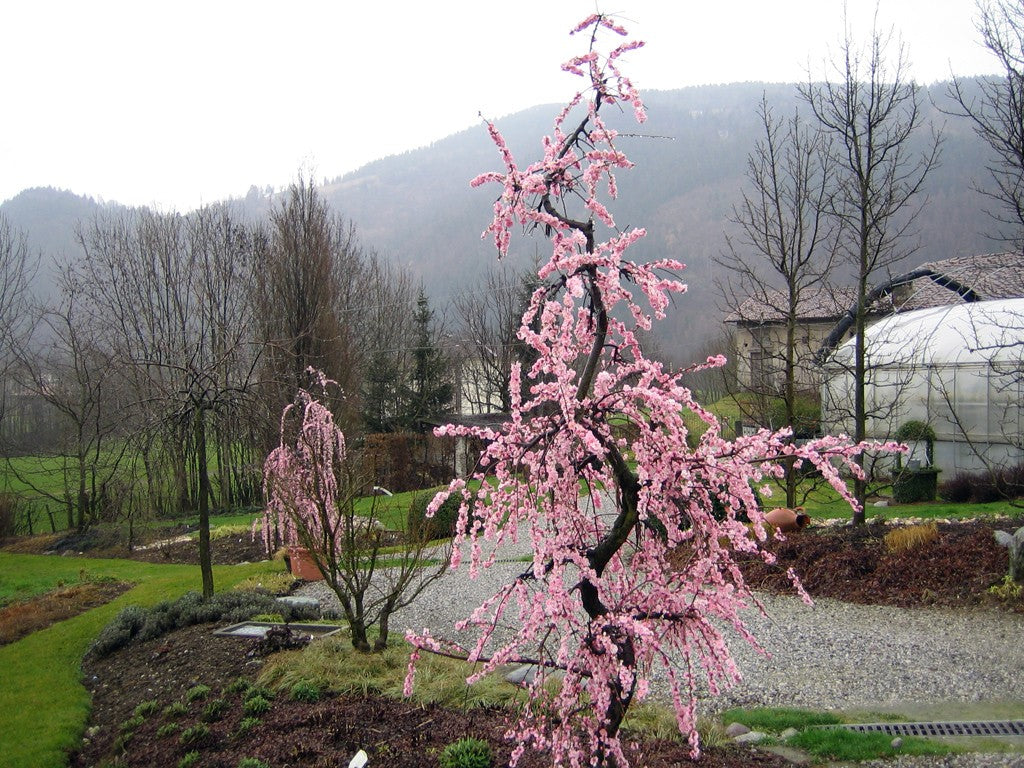 Prunus mume pendula