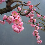 Prunus mume pendula