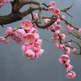 Prunus mume pendula