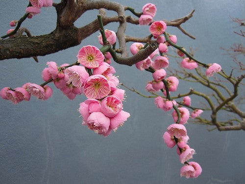 Prunus mume pendula