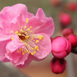 Prunus mume