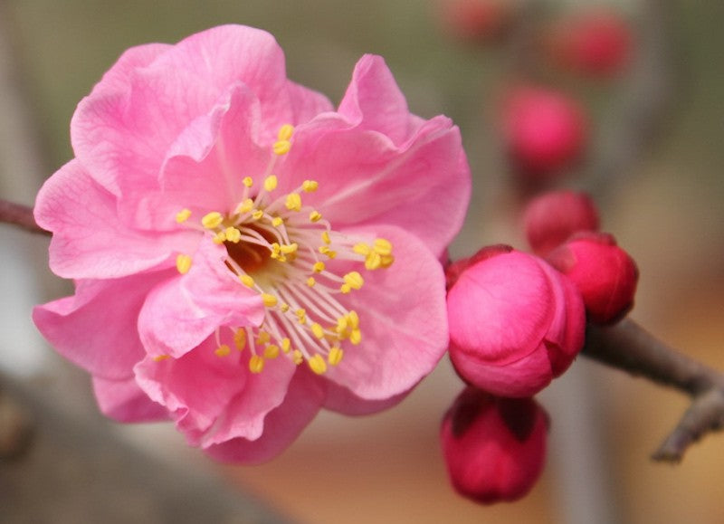 Prunus mume