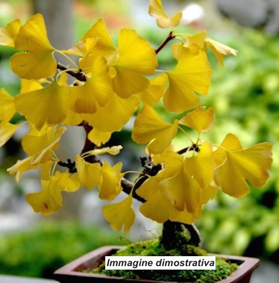 Ginkgo Biloba (maschio)