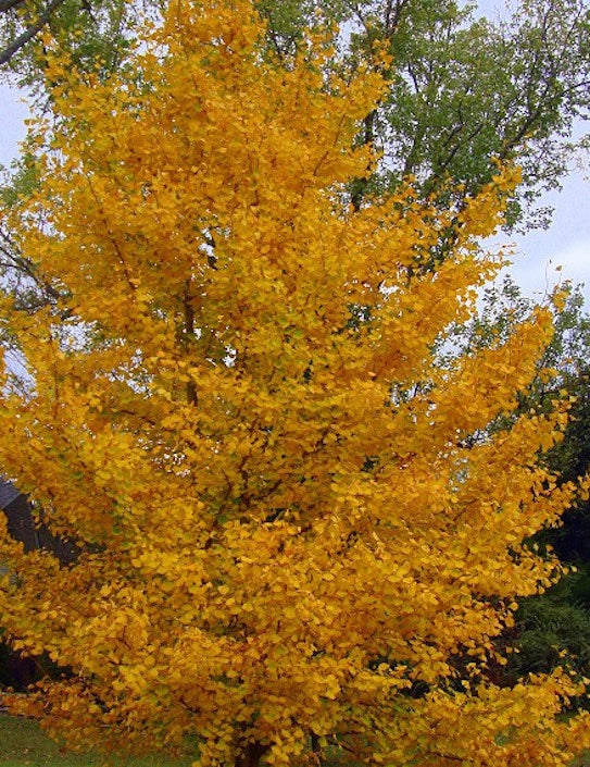 Ginkgo Biloba (maschio)