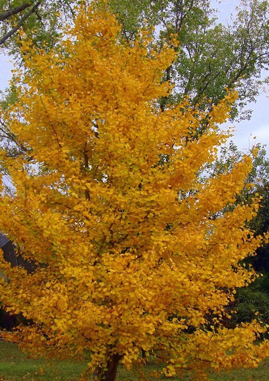Ginkgo Biloba (maschio)