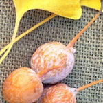 Ginkgo Biloba (maschio)