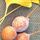 Ginkgo Biloba (maschio)