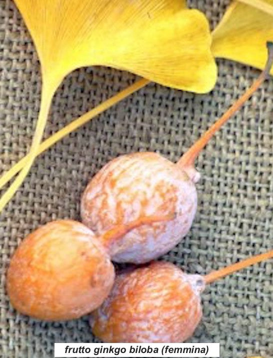 Ginkgo Biloba (maschio)