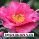 Camellia sasanqua kanjiro
