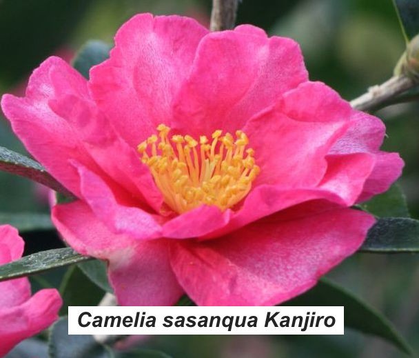 Camellia sasanqua kanjiro