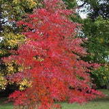 Nyssa Sylvatica