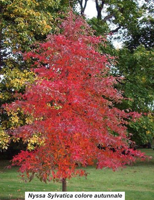 Nyssa Sylvatica