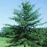 Nyssa Sylvatica