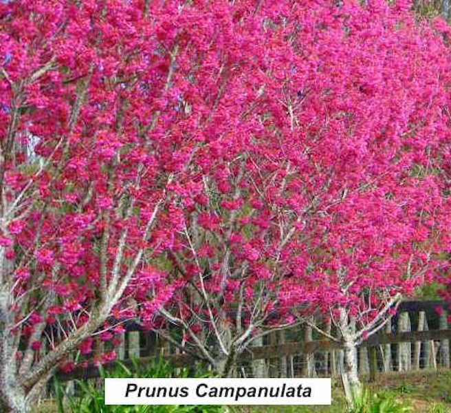 Prunus Campanulata