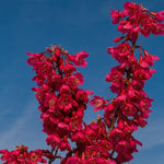Prunus Campanulata