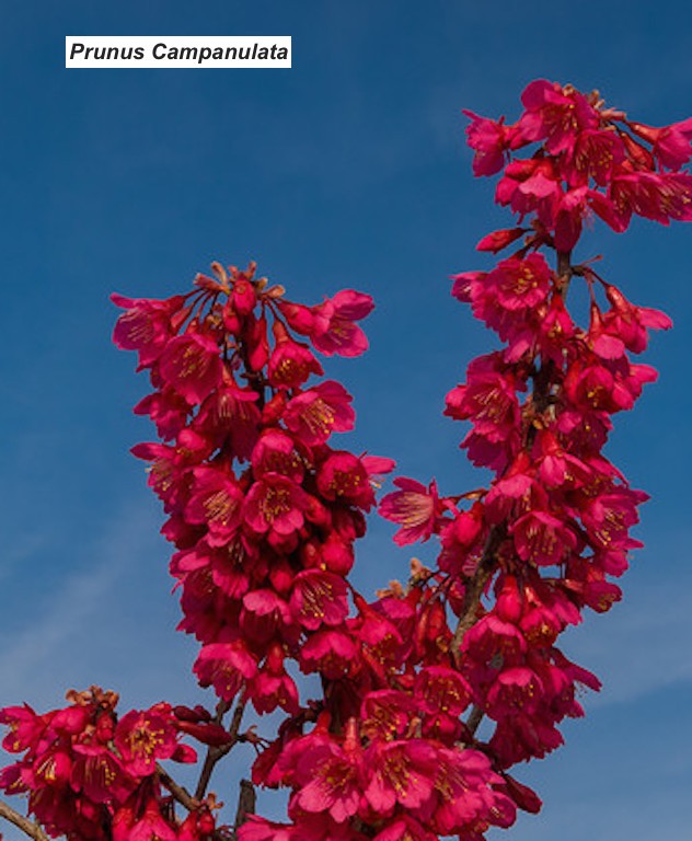 Prunus Campanulata