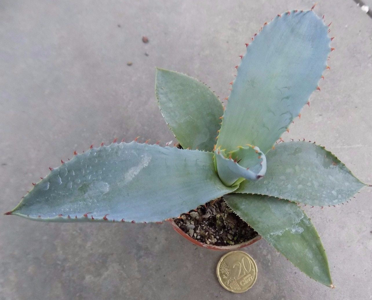 Agave potatorum
