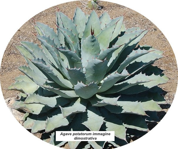Agave potatorum cm. 22