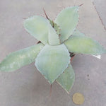 Agave potatorum cm. 22