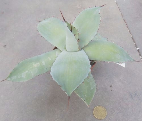 Agave potatorum cm. 22