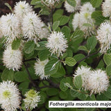 Fothergilla monticola major