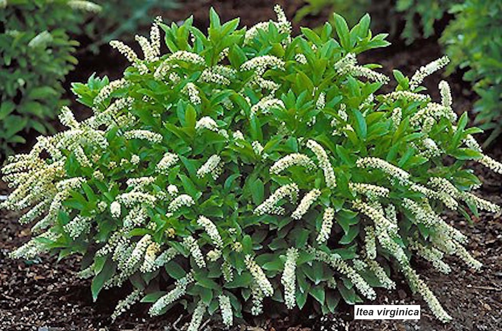 Itea virginica