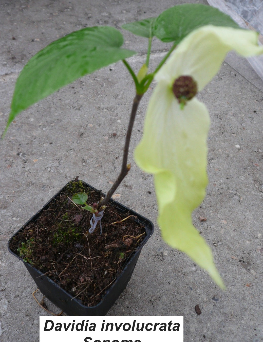 Davidia involucrata Sonoma (Fiorisce subito)