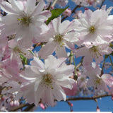Prunus subhirtella autunnalis vaso 7/9