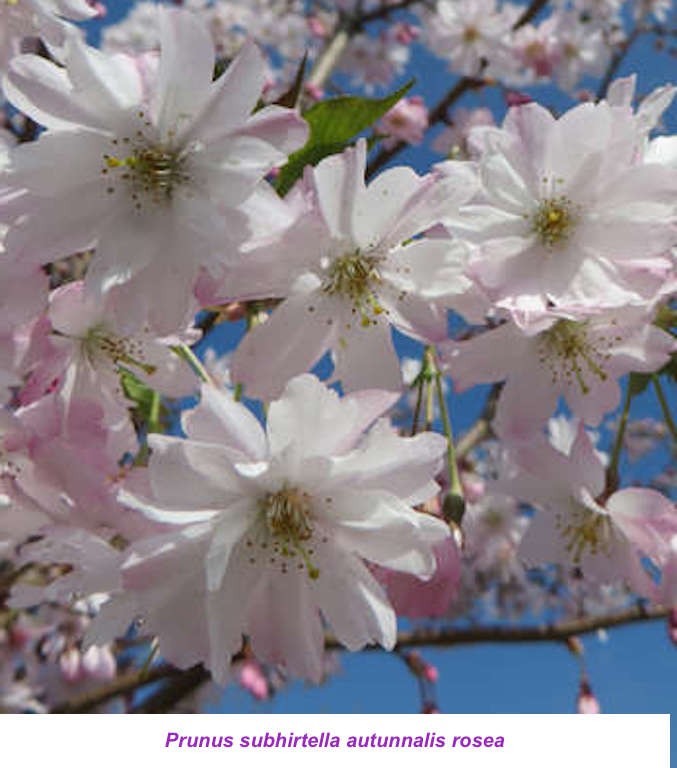 Prunus subhirtella autunnalis vaso 7/9