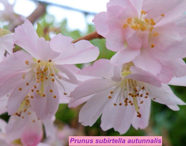 Prunus subhirtella autunnalis vaso 7/9