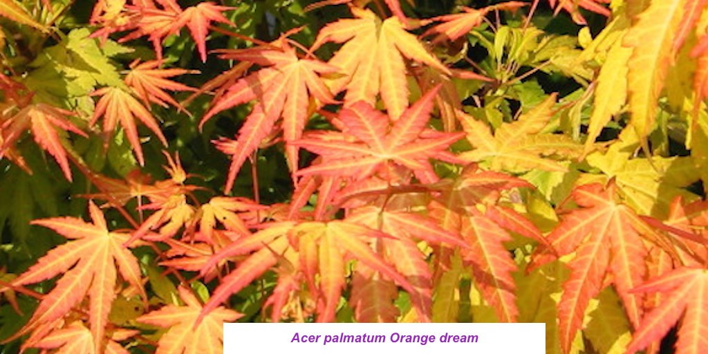Acer palmatum Orange Dream vaso 12 cm. da talea adatto per bonsai