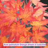 Acer palmatum Orange Dream vaso 12 cm. da talea adatto per bonsai