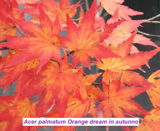 Acer palmatum Orange Dream vaso 12 cm. da talea adatto per bonsai