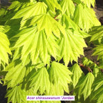 Acer palmatum Shirasawanum Jordan cm. 60/70
