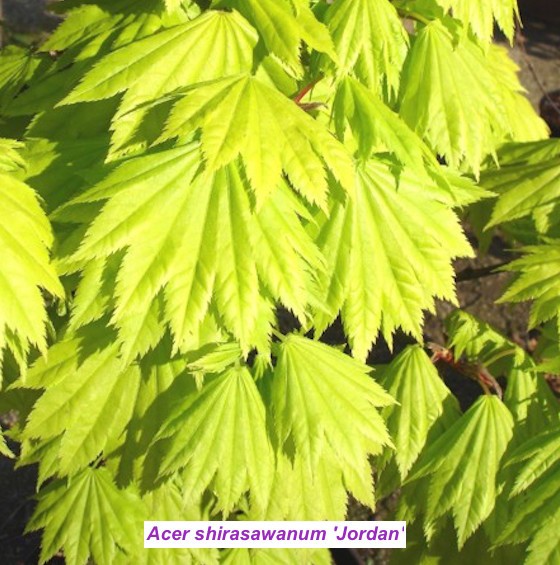 Acer palmatum Shirasawanum Jordan cm. 60/70