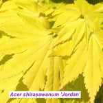 Acer palmatum Shirasawanum Jordan cm. 60/70