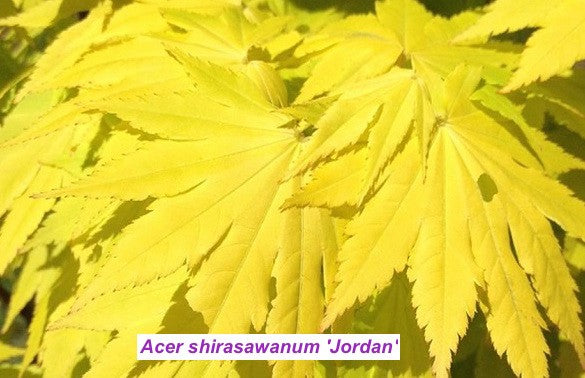 Acer palmatum Shirasawanum Jordan cm. 60/70