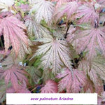 Acer Palmatum Ariadne