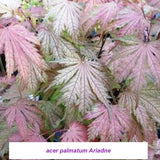 Acer Palmatum Ariadne