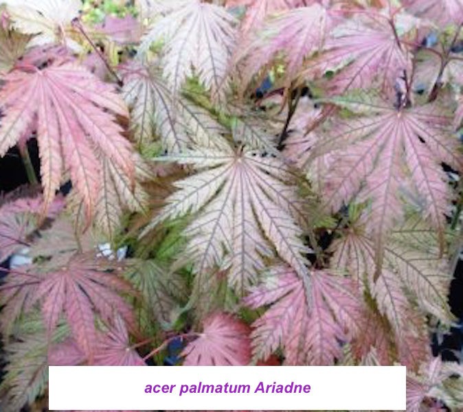 Acer Palmatum Ariadne