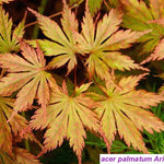 Acer Palmatum Ariadne