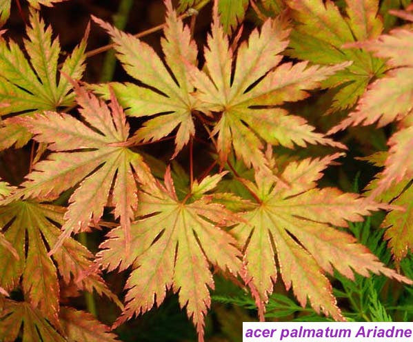 Acer Palmatum Ariadne