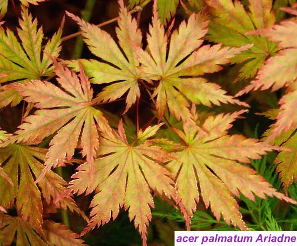 Acer Palmatum Ariadne