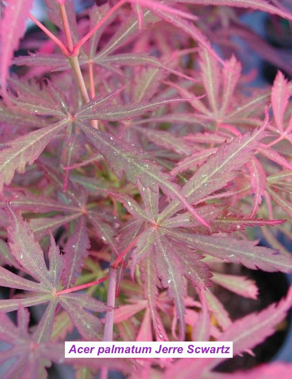 Acer palmatum Jerre Scwartz