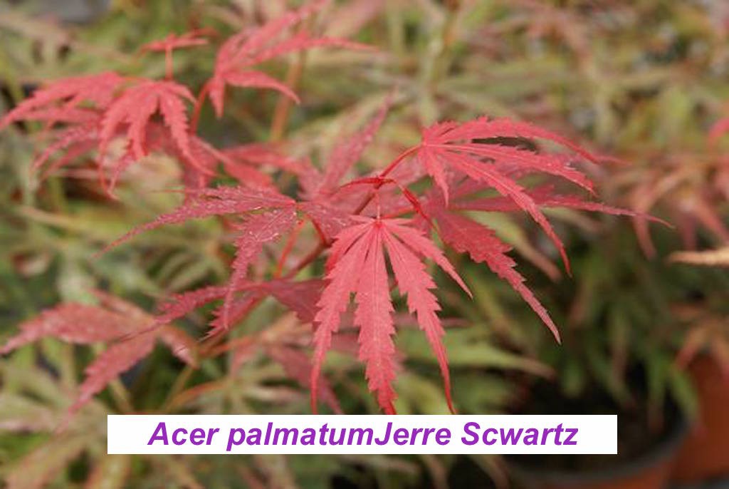 Acer palmatum Jerre Scwartz