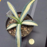  Agave Americana albopicta aurea